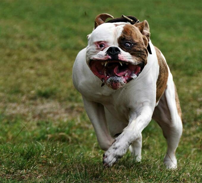 Bulldog Americano Contro Pugile. Qual e La Differenza