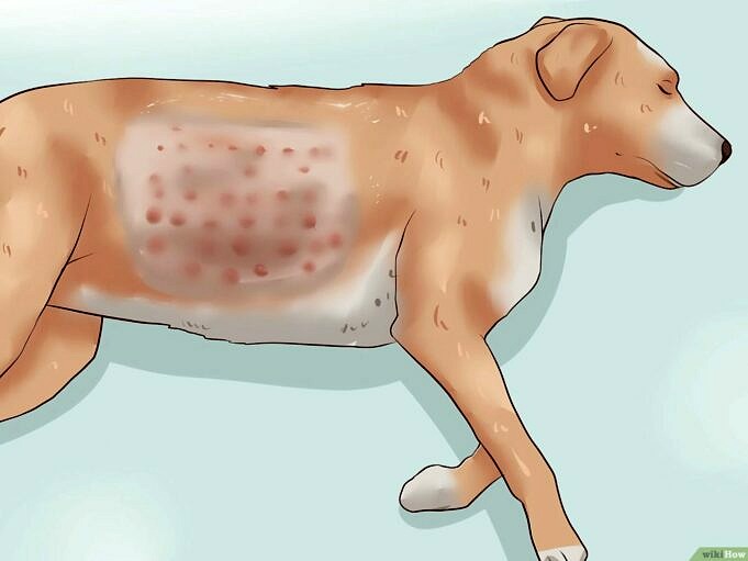 Ecco Quattro Allergie Comuni Nei Cani. Cosa Puoi Fare Per Aiutarli