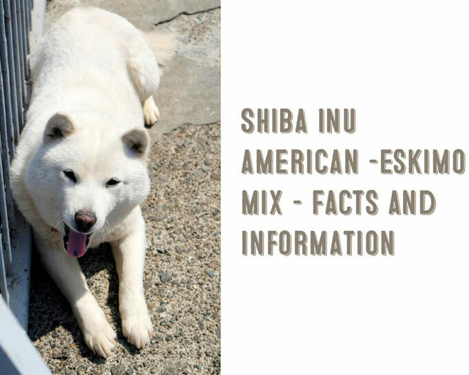 Imo Inu American Eskimo amp Shiba Inu Mix Informazioni Immagini Personalita