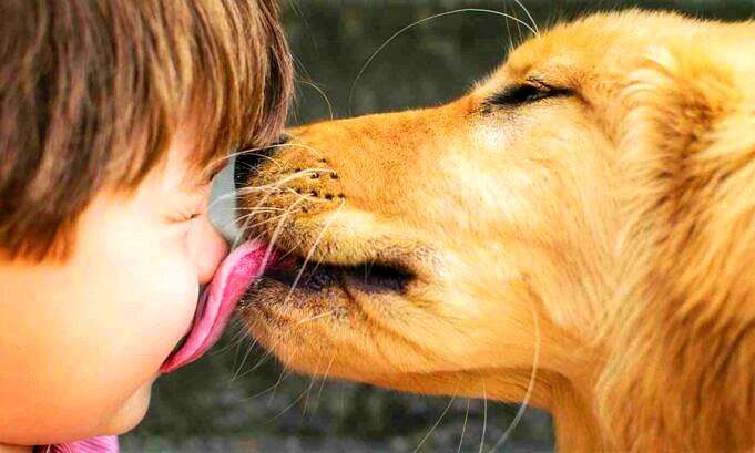 Toy Fox Terrier Chihuahua Greyhound Mix Informazioni Sulla Razza Del Cane Immagini Personalita E Fatti